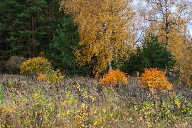 오렌지 덤불과 노란색 잔디와 가을 숲의 여러 가지 색상. - 18602 뉴스 사진 이미지