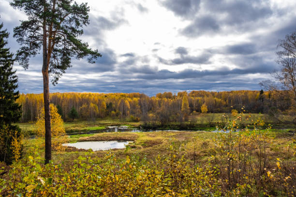 un pequeño río y bosque otoñal con hojas de abedul amarillo y hermosas nubes. - 18635 fotografías e imágenes de stock