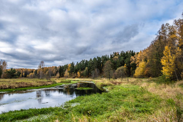 a small river and autumn forest with yellow birch leaves and beautiful clouds. - 18639 imagens e fotografias de stock