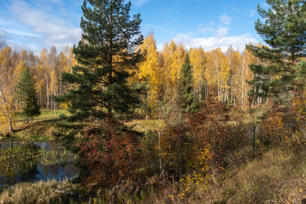 a small river and autumn forest with yellow birch leaves and beautiful clouds. - 18640 imagens e fotografias de stock