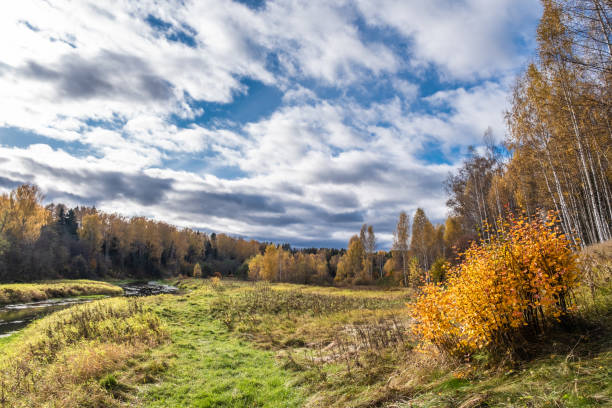 mała rzeka i jesienny las z żółtymi liśćmi brzozy i pięknymi chmurami. - 18641 zdjęcia i obrazy z banku zdjęć