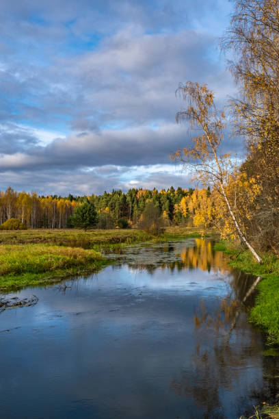 istock A white-birch birch with yellow leaves bent over a small river. 1180130719
