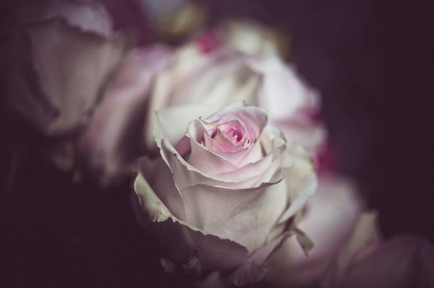 istock Beautiful bright pink roses 1180131479