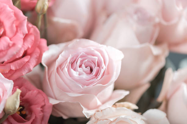 istock Beautiful bright pink roses 1180131484