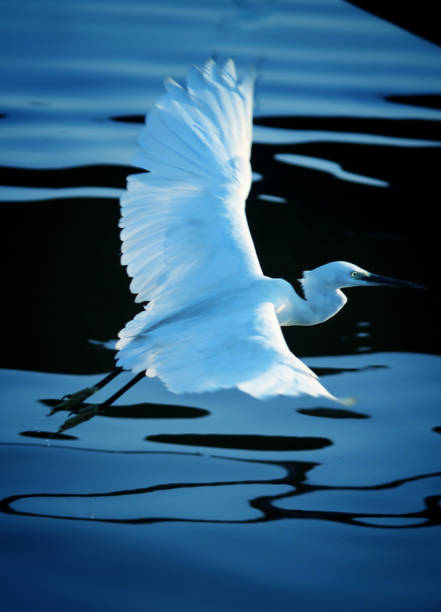 bellissimo uccello garzetta bianca che vola sull'acqua nel lago chilka - freshwater bird animals in the wild feather animal leg foto e immagini stock