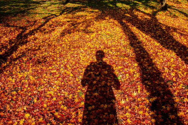 istock Red yellow autumn maple leaves covered ground with human and tree shadow 1180135703