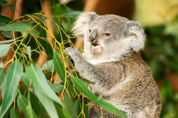 istock Australian koala joey. 1180135791