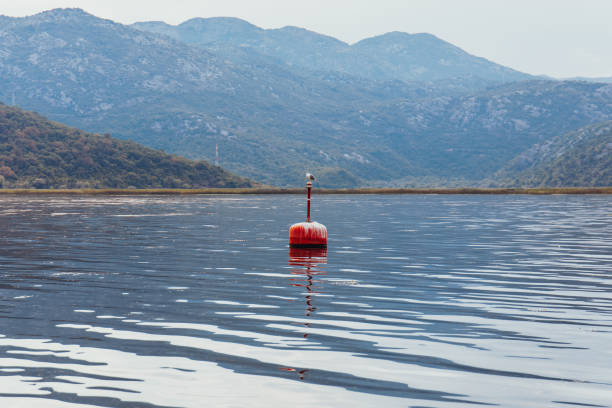 istock Red buoy floating on lake water surface and alone gull 1180135834