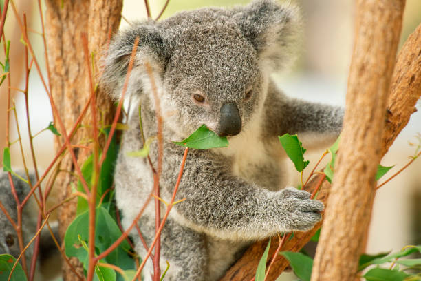 istock Australian koala joey. 1180135909