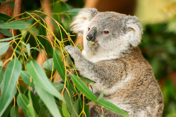 istock Australian koala joey. 1180135936
