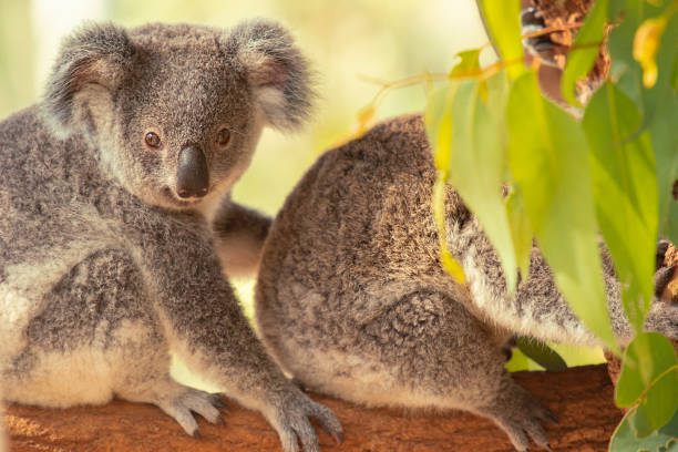 istock Australian koala joey. 1180135948