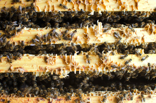 istock many bees sit on a honey frame in a hive among the honeycombs 1180136820