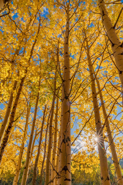 istock Fall Colors In Golden Gate State Park 1180137006