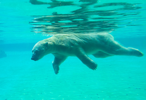 Polar bears dive well and swim well underwater. Swimming bear develops a speed of 5-6 km/h, diving, he can stay under water for about two minutes.