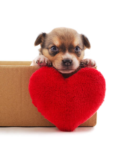 istock One little dog in the box with heart. 1180139893