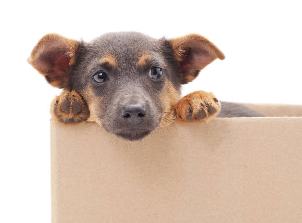 istock One black dog in the box. 1180139934