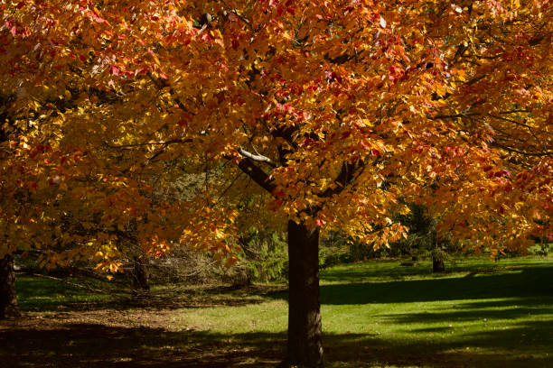 istock Red maple (acer rubrum) tree showing early autumn color 1180140696