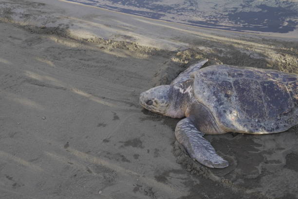 istock sleeping Sea turtle on the sand 1180141438
