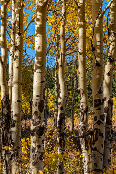 istock Fall Colors In Golden Gate State Park 1180141440