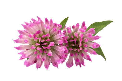 Two flowers of red clover isolated on white background, close up