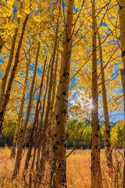 istock Fall Colors In Golden Gate State Park 1180142321