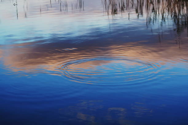 Reed with its reflection in a water surface, focus on the reed plants.