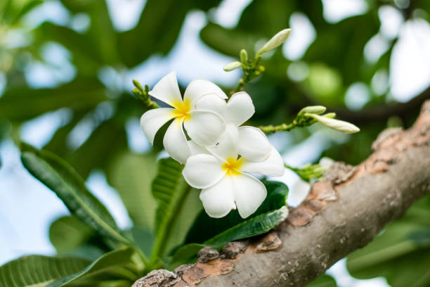istock Beautiful plumeria flowers 1180144056