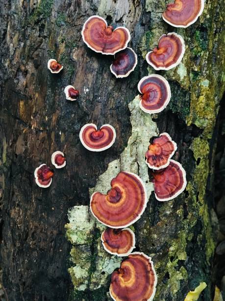 istock Mushroom on a tree in rain forest 1180144075