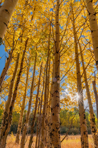 istock Fall Colors In Golden Gate State Park 1180144636