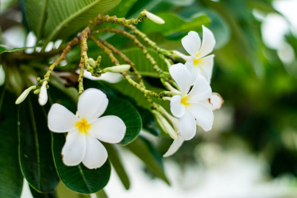 istock Beautiful plumeria flowers 1180144658