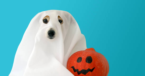 istock Dog dressed as ghost with orange pumpkin 1180144681