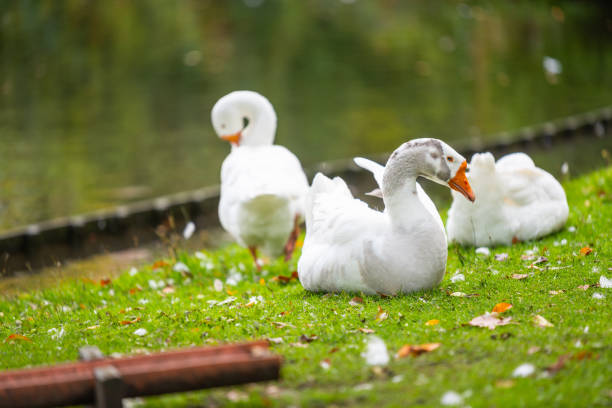 Focus  on relaxed wild birds nipping on a leg