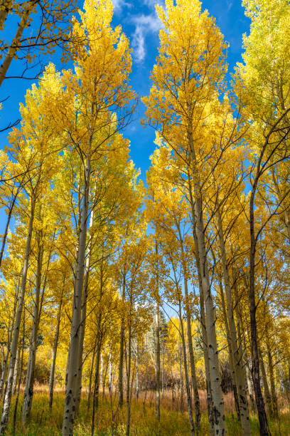 istock Fall Colors In Golden Gate State Park 1180144775