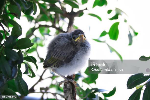 Cute Baby Noisy Miner Bird In Brisbane Stock Photo - Download Image Now - Animal, Animal Body Part, Animal Wildlife