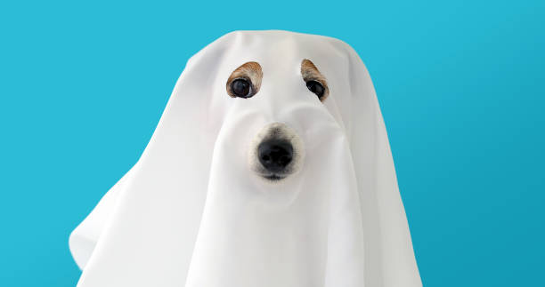 istock Dog sit as a ghost scary and spooky 1180146971