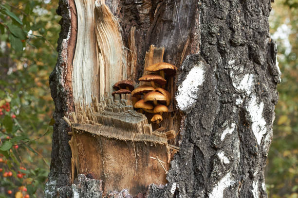 The fungus grows in a broken tree trunk. The fungus grows in a broken tree trunk. sponger stock pictures, royalty-free photos & images