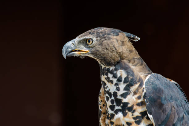 águia coroada africana - águia coroada - fotografias e filmes do acervo