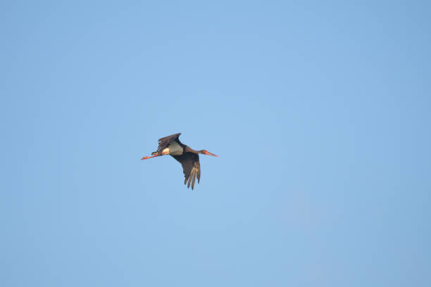 istock European black stork 1180148296