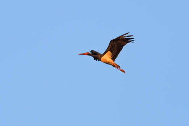 istock European black stork 1180148327