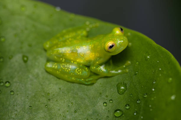 Glass frog Young glass frog sitting on a leaf glass frog stock pictures, royalty-free photos & images