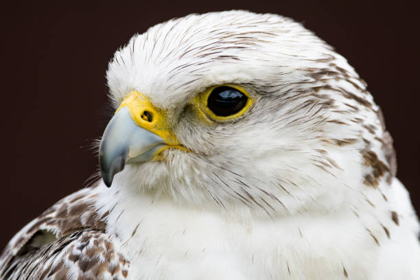 gyrfalcon - kestrel hawk beak falcon stock-fotos und bilder