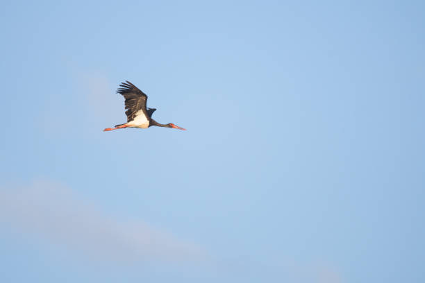 istock European black stork 1180149292
