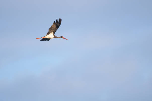 istock European black stork 1180149361