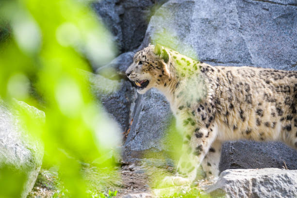 male snow leopard laying on a rock - prowl imagens e fotografias de stock