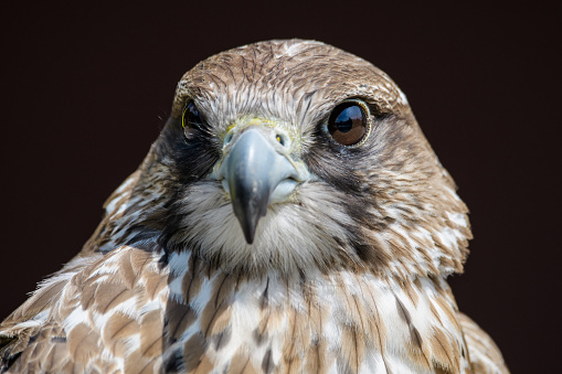 Closeup of a saker falcon