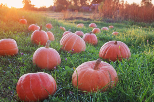 istock field with pumpkins at sunset 1180151380