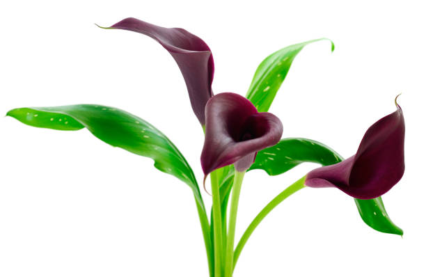 istock Blooming red cala with green leaves. 1180152579