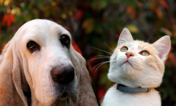 istock White, red kitten and dog on autumn background 1180152606