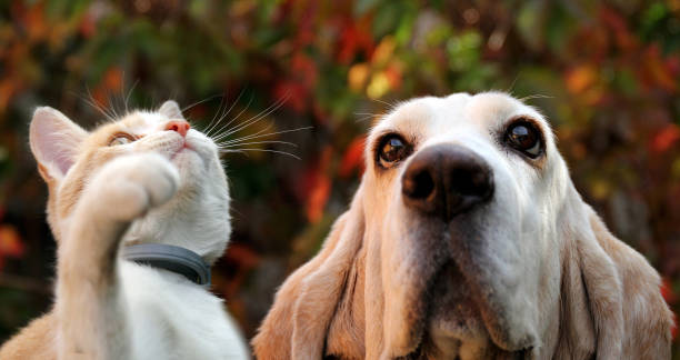 istock White, red kitten and basset hound on autumn background 1180152607