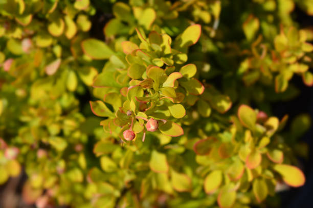 istock Japanese barberry Tiny Gold 1180152946
